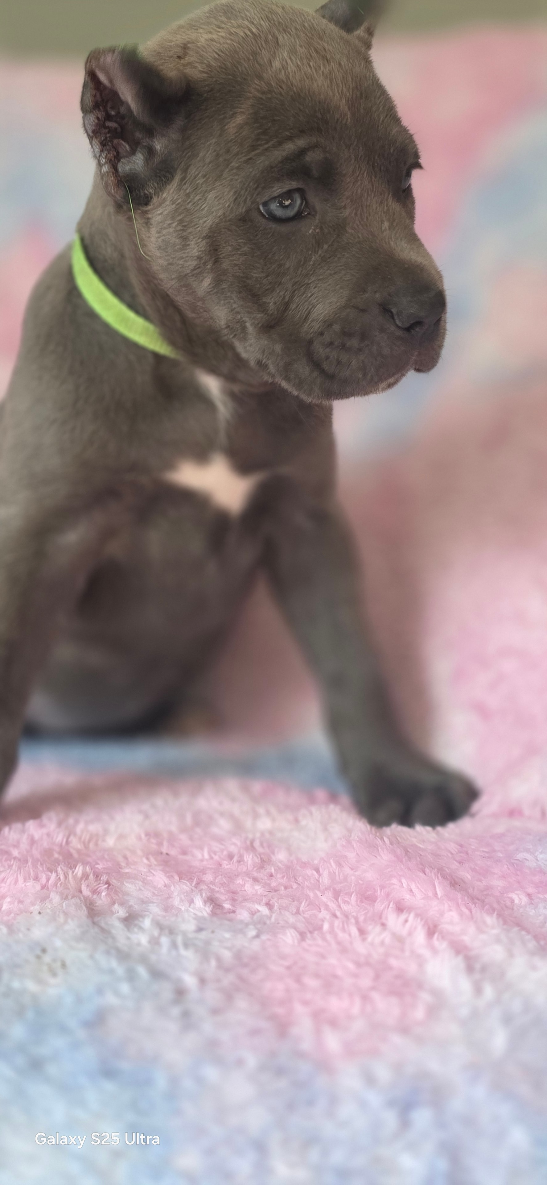 Cane Corso Puppies For Sale — ICCF & AKC Registered | House of Corso's LLC